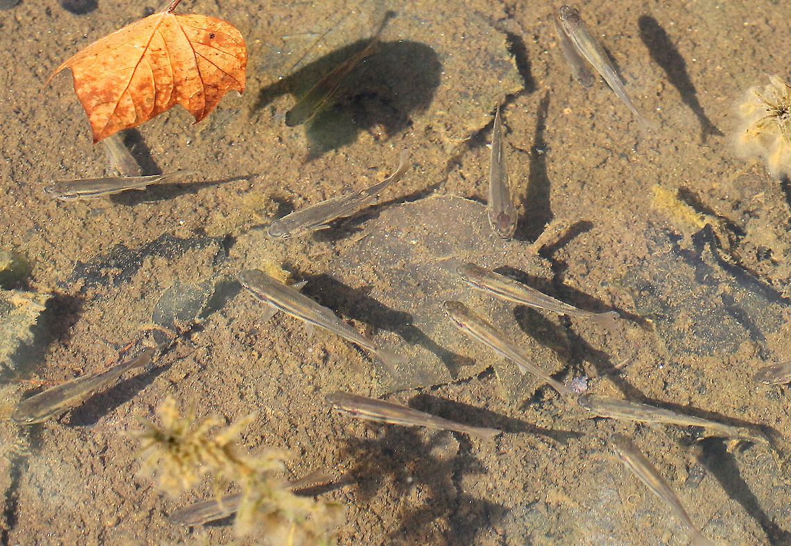 Eastern Blacknose Dace - Rhinichthys atratulus Small fish (~5 cm) that were in a temporary pool of water in a deciduous forest! There were so many of them in this small, shallow pool of water, which was not being fed by any water source aside from rain. I wondered how they got there and were able to survive considering this pool of water is often dry and only fills up when there has been consistent rainfall.<br />
<br />
Habitat: Small, temporary woodland pool.<br />
<br />
Notes: Not a good picture, I realize. But, I wanted to post it for the sake of documentation and because I thought it was interesting and odd to find fish in a small pool of water in the forest. Eastern blacknose dace,Fall,Geotagged,Rhinichthys,Rhinichthys atratulus,United States,fish
