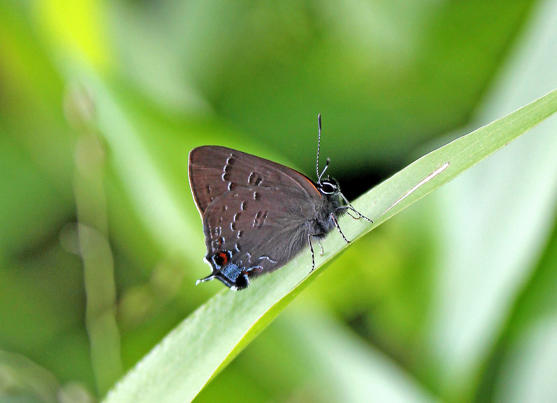 Banded Hairstreak - Satyrium calanus Hindwing has 1 long and 1 short tail. The upperside of both sexes is dark brown. The underside of the hindwings is dark brown with a postmedian band of dark dashes edged in white. They have a blue tail-spot that is not topped with orange.<br />
<br />
Habitat: In a meadow bordering a deciduous woodland Banded hairstreak,Geotagged,Satyrium calanus,Summer,United States,butterfly