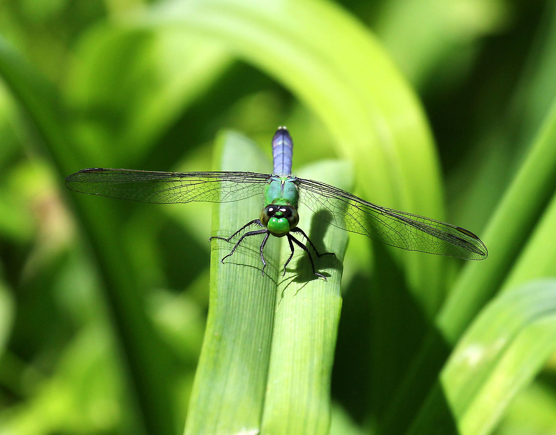 Eastern Pondhawk - Erythemis simplicicollis Mature males have a blue abdomen, a green face, and a green and blue thorax.<br />
<br />
Habitat: Spotted in a small field next to a deciduous forest Eastern Pondhawk,Erythemis simplicicollis,Geotagged,Summer,United States,dragonfly