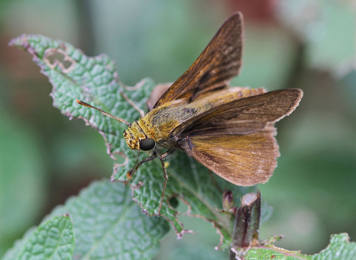 Swarthy Skipper - Nastra lherminier Upperside is dark brown; forewing may have 2 very faint light spots. Underside of hindwing is yellow-brown with lighter veins. Geotagged,Nastra lherminier,Summer,Swarthy Skipper,United States
