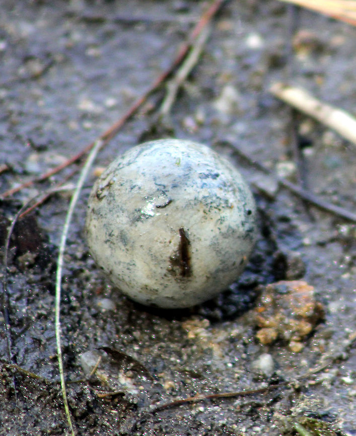 Common Snapping Turtle Egg - Chelydra serpentina Ping-pong ball sized snapping turtle egg found along reeds on the egg of a pond. Chelydra serpentina,Common snapping turtle,Geotagged,Spring,United States,egg