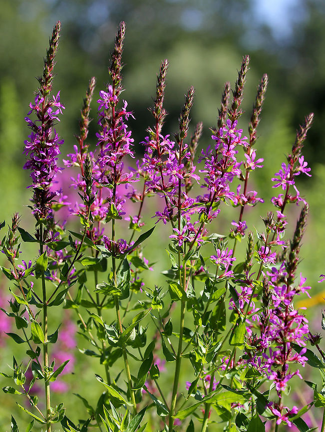 Purple Loosestrife - Lythrum salicaria The stems have a variable amount of hairiness and are rounded or 4-sided in shape. The upper stems end in long spikes of flowers. Each flower is at least 15mm across, consisting of 6 purple petals, a green tubular calyx, 6+ stamens, and a pistil with a green stigma. Each petal has a dark purple line toward its base.<br />
<figure class="photo"><a href="https://www.jungledragon.com/image/58739/purple_loosestrife_-_lythrum_salicaria.html" title="Purple Loosestrife - Lythrum salicaria"><img src="https://s3.amazonaws.com/media.jungledragon.com/images/3232/58739_thumb.jpg?AWSAccessKeyId=05GMT0V3GWVNE7GGM1R2&Expires=1767225610&Signature=ky2FR%2B%2FPmGF%2FM46GF4umaNsniFg%3D" width="200" height="152" alt="Purple Loosestrife - Lythrum salicaria These flowers were growing throughout a large meadow and were surely a pollinator&#039;s delight! <br />
<br />
The stems have a variable amount of hairiness and are rounded or 4-sided in shape. The upper stems end in long spikes of flowers. Each flower is at least 15mm across, consisting of 6 purple petals, a green tubular calyx, 6+ stamens, and a pistil with a green stigma. Each petal has a dark purple line toward its base.<br />
https://www.jungledragon.com/image/72202/purple_loosestrife_-_lythrum_salicaria.html Geotagged,Loosestrife,Lythrum salicaria,Purple Loosestrife,Spiked loosestrife,Summer,United States,flowers,purple,wildflowers" /></a></figure> Geotagged,Lythrum salicaria,Spiked loosestrife,Summer,United States