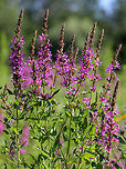 Purple Loosestrife - Lythrum salicaria The stems have a variable amount of hairiness and are rounded or 4-sided in shape. The upper stems end in long spikes of flowers. Each flower is at least 15mm across, consisting of 6 purple petals, a green tubular calyx, 6+ stamens, and a pistil with a green stigma. Each petal has a dark purple line toward its base.<br />
https://www.jungledragon.com/image/58739/purple_loosestrife.html Geotagged,Lythrum salicaria,Spiked loosestrife,Summer,United States