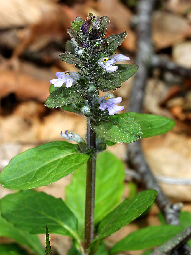 Bugleweed - Ajuga reptans Whorls of lavender and white flowers with shiny, green leaves growing off a single stalk.<br />
<br />
Habitat: Growing in a deciduous forest. Ajuga reptans,Bugleweed,Common bugle,Geotagged,Spring,United States
