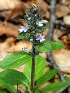 Bugleweed - Ajuga reptans Whorls of lavender and white flowers with shiny, green leaves growing off a single stalk.

Habitat: Growing in a deciduous forest. Ajuga reptans,Bugleweed,Common bugle,Geotagged,Spring,United States