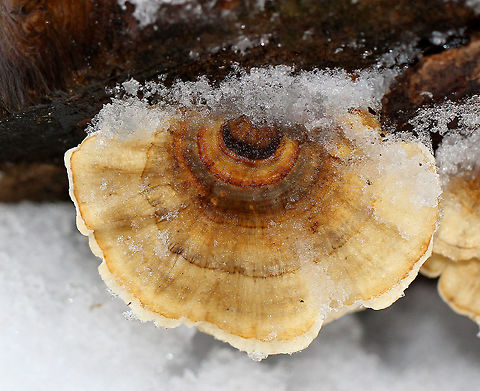 Ochre Bracket - Trametes ochracea This fungus resembles Turkey Tail (Trametes versicolor), but is much less flexible. It had different shades of orange and ochre in concentric zones, with a stripe of cream at the margin. It was fan-shaped, and the entire surface of the pileus was covered with fuzz.

Habitat: Growing on rotting wood in a mixed forest dominated by oak.
https://www.jungledragon.com/image/72234/ochre_bracket_-_trametes_ochracea.html Geotagged,Ochre Bracket,Trametes ochracea,United States,Winter