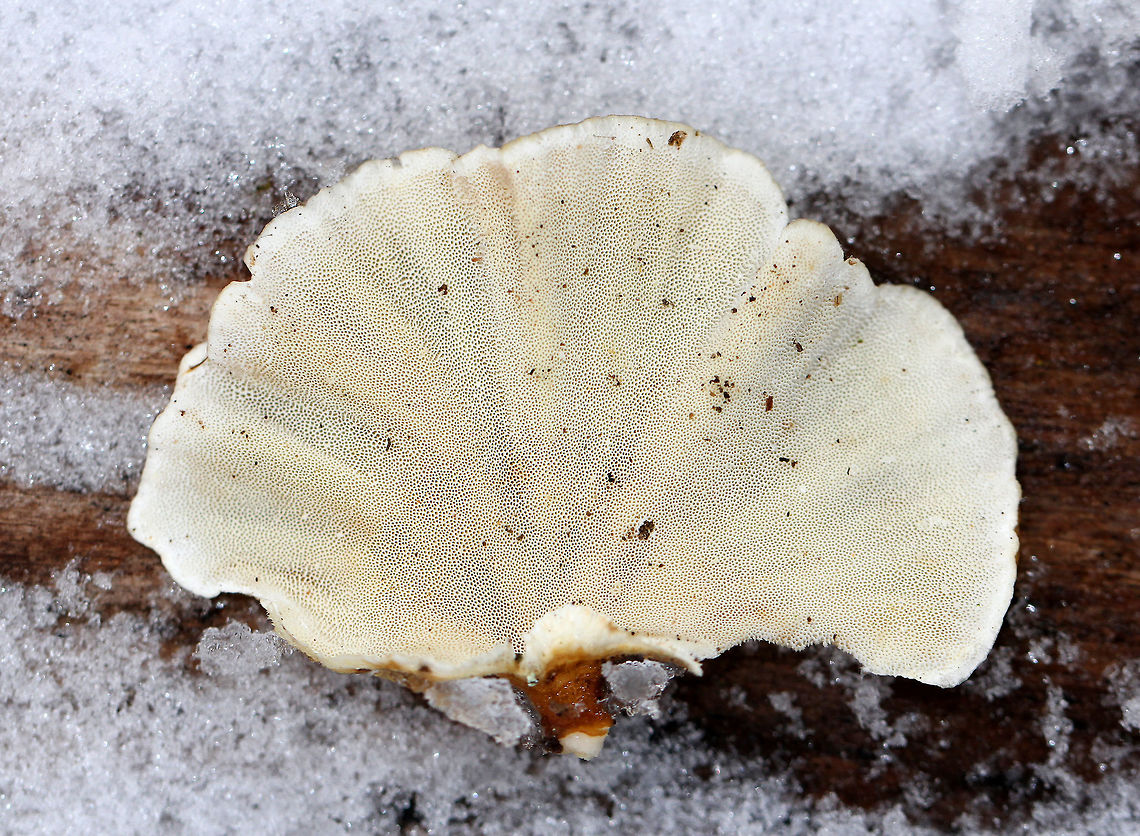 Ochre Bracket - Trametes ochracea This fungus resembles Turkey Tail (Trametes versicolor), but is much less flexible. It had different shades of orange and ochre in concentric zones, with a stripe of cream at the margin. It was fan-shaped, and the entire surface of the pileus was covered with fuzz.<br />
<br />
Habitat: Growing on rotting wood in a mixed forest dominated by oak.<br />
<figure class="photo"><a href="https://www.jungledragon.com/image/72232/ochre_bracket_-_trametes_ochracea.html" title="Ochre Bracket - Trametes ochracea"><img src="https://s3.amazonaws.com/media.jungledragon.com/images/3232/72232_thumb.jpg?AWSAccessKeyId=05GMT0V3GWVNE7GGM1R2&Expires=1763596810&Signature=WnoA6rrsaIUotYI8sYVMpkhduhI%3D" width="200" height="164" alt="Ochre Bracket - Trametes ochracea This fungus resembles Turkey Tail (Trametes versicolor), but is much less flexible. It had different shades of orange and ochre in concentric zones, with a stripe of cream at the margin. It was fan-shaped, and the entire surface of the pileus was covered with fuzz.<br />
<br />
Habitat: Growing on rotting wood in a mixed forest dominated by oak.<br />
https://www.jungledragon.com/image/72234/ochre_bracket_-_trametes_ochracea.html Geotagged,Ochre Bracket,Trametes ochracea,United States,Winter" /></a></figure> Geotagged,Ochre Bracket,Trametes ochracea,United States,Winter
