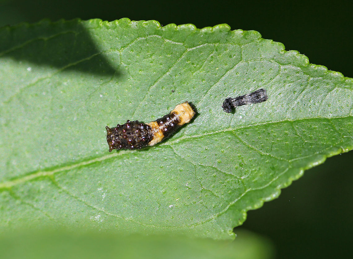 Giant Swallowtail Caterpillar - Papilio cresphontes This caterpillar resembles bird droppings to deter predators :)<br />
<br />
Habitat: Rural garden Geotagged,Giant Swallowtail,Papilio cresphontes,Summer,United States,caterpillar,giant swallowtail caterpillar,larva