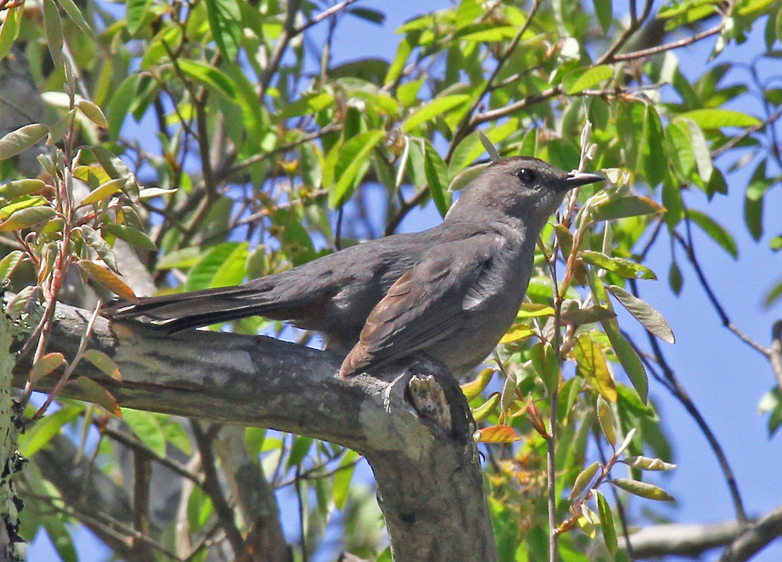 Gray Catbird - Dumetella carolinensis Habitat: Trustom Pond, which is a coastal lagoon in southern Rhode Island. Dumetella carolinensis,Geotagged,Gray Catbird,Spring,United States,bird,catbird,dumatella,gray,gray bird,trustom pond