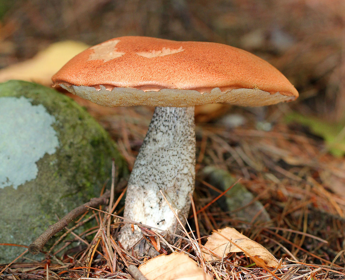 Foxy Bolete - Leccinum vulpinum Habitat: Spotted growing on the ground in a mostly pine forest. Geotagged,Leccinum,Leccinum vulpinum,Summer,United States,foxy bolete,mushroom