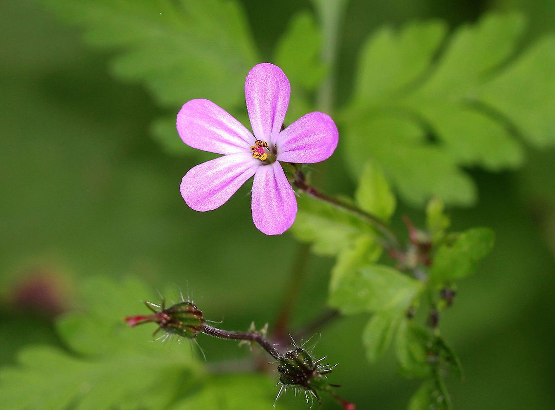 Herb Robert - Geranium robertianum Pink flowers with 5 petals. Leaves are palmately divided into 3-5 lobed segments.<br />
<br />
Freshly picked, crushed leaves have a strong odor that resembles burning tires. If they are rubbed on the body, the smell is said to repel mosquitoes. I suspect that the smell would repel just about any creature. The active ingredients are tannins, a bitter compound called geraniin, and essential oils.<br />
<figure class="photo"><a href="https://www.jungledragon.com/image/58913/herb-robert_-_geranium_robertianum.html" title="Herb-Robert - Geranium robertianum"><img src="https://s3.amazonaws.com/media.jungledragon.com/images/3232/58913_thumb.jpg?AWSAccessKeyId=05GMT0V3GWVNE7GGM1R2&Expires=1769040010&Signature=gy0imRz8etODbD7h%2FHAqqbu8YCA%3D" width="200" height="160" alt="Herb-Robert - Geranium robertianum Pink flowers with 5 petals. Leaves are palmately divided into 3-5 lobed segments.<br />
<br />
Freshly picked, crushed leaves have a strong odor that resembles burning tires. If they are rubbed on the body, the smell is said to repel mosquitoes. I suspect that the smell would repel just about any creature.  The active ingredients are tannins, a bitter compound called geraniin, and essential oils. <br />
https://www.jungledragon.com/image/72242/herb_robert_-_geranium_robertianum.html Death come quickly,Fox geranium,Geotagged,Geranium robertianum,Herb Robert,Herb-Robert,Red Robin,Spring,United States,flower,geranium,stinking bob,storksbill,wildflower" /></a></figure> Geotagged,Geranium,Geranium robertianum,Herb Robert,Spring,United States,pink