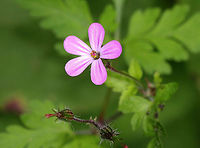 Herb Robert - Geranium robertianum Pink flowers with 5 petals. Leaves are palmately divided into 3-5 lobed segments.<br />
<br />
Freshly picked, crushed leaves have a strong odor that resembles burning tires. If they are rubbed on the body, the smell is said to repel mosquitoes. I suspect that the smell would repel just about any creature. The active ingredients are tannins, a bitter compound called geraniin, and essential oils.<br />
https://www.jungledragon.com/image/58913/herb-robert.html Geotagged,Geranium,Geranium robertianum,Herb Robert,Spring,United States,pink