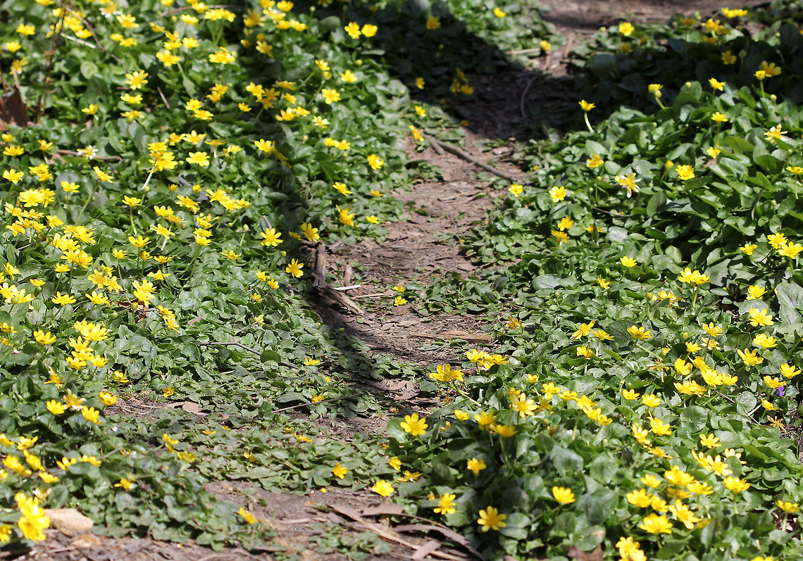 Fig Buttercup - Ficaria verna A low-growing, hairless perennial flowering plant in the buttercup family. It has fleshy dark green, heart-shaped leaves and distinctive flowers with 7-12 bright yellow, glossy petals. Once established, it spreads rapidly, forming a solid green blanket across the ground through which native plants are unable to penetrate.<br />
<br />
It is native to Europe and west Asia. It has been introduced in North America, where it is known by the common name Fig Buttercup and considered an invasive species. The plant is poisonous if ingested raw and potentially fatal to grazing animals and livestock such as horses, cattle, and sheep.<br />
<figure class="photo"><a href="https://www.jungledragon.com/image/58249/fig_buttercup_-_ficaria_verna.html" title="Fig Buttercup - Ficaria verna"><img src="https://s3.amazonaws.com/media.jungledragon.com/images/3232/58249_thumb.jpg?AWSAccessKeyId=05GMT0V3GWVNE7GGM1R2&Expires=1769040010&Signature=O48ehHp3WYRSVSMO7ifqCFuIzfI%3D" width="200" height="140" alt="Fig Buttercup - Ficaria verna A low-growing, hairless perennial flowering plant in the buttercup family. It has fleshy dark green, heart-shaped leaves and distinctive flowers with 7-12 bright yellow, glossy petals. Once established, it spreads rapidly, forming a solid green blanket across the ground through which native plants are unable to penetrate.<br />
<br />
It is native to Europe and west Asia. It has been introduced in North America, where it is known by the common name Fig Buttercup and considered an invasive species. The plant is poisonous if ingested raw and potentially fatal to grazing animals and livestock such as horses, cattle, and sheep.<br />
https://www.jungledragon.com/image/72243/fig_buttercup_-_ficaria_verna.html Ficaria verna,Fig Buttercup,Geotagged,Lesser celandine,Spring,United States,buttercup,flower,invasive,wildflower,yellow,yellow wildflower" /></a></figure> Ficaria verna,Geotagged,Lesser celandine,Spring,United States,fig buttercup