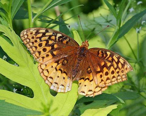 Great Spangled Fritillary - Speyeria cybele Habitat: Meadow Geotagged,Great Spangled Fritillary,Speyeria cybele,Summer,United States,butterfly