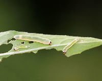 Waldheimia carbonaria Larvae Habitat: Feasting on evening-primrose (Oenothera sp.) in a rural garden.<br />
https://www.jungledragon.com/image/72248/waldheimia_carbonaria_larvae.html Geotagged,Summer,United States,Waldheimia,Waldheimia carbonaria,larvae,sawfly,sawfly larvae