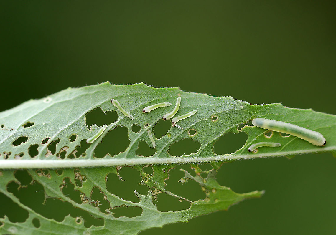 Waldheimia carbonaria Larvae <br />
Habitat: Feasting on evening-primrose (Oenothera sp.) in a rural garden.<br />
<figure class="photo"><a href="https://www.jungledragon.com/image/72247/waldheimia_carbonaria_larvae.html" title="Waldheimia carbonaria Larvae"><img src="https://s3.amazonaws.com/media.jungledragon.com/images/3232/72247_thumb.jpg?AWSAccessKeyId=05GMT0V3GWVNE7GGM1R2&Expires=1767225610&Signature=5mqRz%2FMJUbZQOKy%2FH0txZ7T9608%3D" width="200" height="160" alt="Waldheimia carbonaria Larvae Habitat: Feasting on evening-primrose (Oenothera sp.) in a rural garden.<br />
https://www.jungledragon.com/image/72248/waldheimia_carbonaria_larvae.html Geotagged,Summer,United States,Waldheimia,Waldheimia carbonaria,larvae,sawfly,sawfly larvae" /></a></figure> Geotagged,Summer,United States,Waldheimia carbonaria,larva,larvae,sawfly