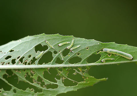 Waldheimia carbonaria