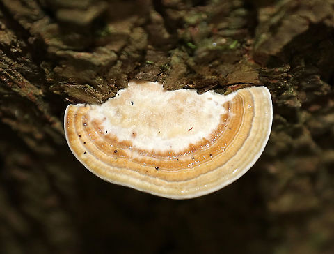 Thin Walled Maze Polypore - Daedaleopsis confragosa I'm not sure of my ID for this fungus...Usually the pores of Daedaleopsis confragosa bruise reddish brown, but the pores on this polypore bruised gray. This could be due to age, maybe? Also, it was growing on eastern hemlock (Tsuga canadensis), which is unusual for Daedaleopsis confragosa.  I've posted it on MO for a second opinion.

Habitat: Mixed forest
https://www.jungledragon.com/image/72250/thin_walled_maze_polypore_-_daedaleopsis_confragosa.html Daedaleopsis confragosa,Geotagged,Summer,Thin walled maze polypore,United States,polypore