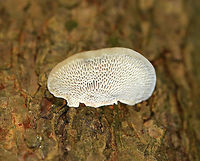 Thin Walled Maze Polypore - Daedaleopsis confragosa I'm not sure of my ID for this fungus...Usually the pores of Daedaleopsis confragosa bruise reddish brown, but the pores on this polypore bruised gray. This could be due to age, maybe? Also, it was growing on eastern hemlock (Tsuga canadensis), which is unusual for Daedaleopsis confragosa. The fruiting body was also a bit thicker than what I usually see for this species. I've posted it on MO for a second opinion.<br />
<br />
Habitat: Mixed forest<br />
https://www.jungledragon.com/image/72249/thin_walled_maze_polypore_-_daedaleopsis_confragosa.html<br />
Daedaleopsis confragosa,Geotagged,Summer,Thin walled maze polypore,United States,polypore