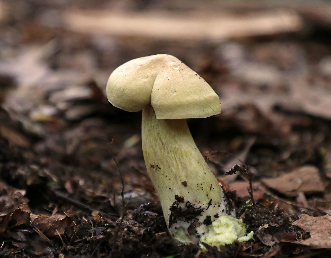 Tricholoma odorum This mushroom definitely had an interestingly shaped cap, so much so that I&#039;ve nicknamed it the &quot;buttshroom&quot;.<br />
<br />
It was pale yellow overall, with pale yellow gills with frequent short gills. The stipe had some brownish streaks and yellow basal mycelium. <br />
<br />
Habitat: Growing on the ground in a mixed forest (mostly oak, eastern hemlock, and birch).<br />
<figure class="photo"><a href="https://www.jungledragon.com/image/72258/tricholoma_odorum.html" title="Tricholoma odorum"><img src="https://s3.amazonaws.com/media.jungledragon.com/images/3232/72258_thumb.jpg?AWSAccessKeyId=05GMT0V3GWVNE7GGM1R2&Expires=1759968010&Signature=WakAJeOqI4j60cgEd%2FeJ4LW7izQ%3D" width="200" height="136" alt="Tricholoma odorum This mushroom definitely had an interestingly shaped cap, so much so that I&#039;ve nicknamed it the &quot;buttshroom&quot;.<br />
<br />
It was pale yellow overall, with pale yellow gills with frequent short gills. The stipe had some brownish streaks and yellow basal mycelium. <br />
<br />
Habitat: Growing on the ground in a mixed forest (mostly oak, eastern hemlock, and birch).<br />
https://www.jungledragon.com/image/72257/tricholoma_odorum.html Geotagged,Summer,Tricholoma odorum,United States" /></a></figure> Geotagged,Summer,Tricholoma,Tricholoma odorum,United States,mushroom
