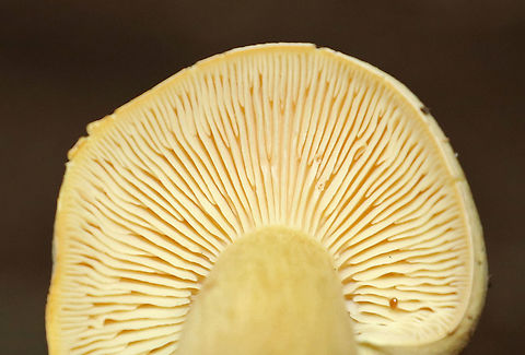 Tricholoma odorum This mushroom definitely had an interestingly shaped cap, so much so that I've nicknamed it the "buttshroom".

It was pale yellow overall, with pale yellow gills with frequent short gills. The stipe had some brownish streaks and yellow basal mycelium. 

Habitat: Growing on the ground in a mixed forest (mostly oak, eastern hemlock, and birch).
https://www.jungledragon.com/image/72257/tricholoma_odorum.html Geotagged,Summer,Tricholoma odorum,United States