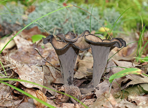 Black Trumpet - Craterellus fallax Fruiting bodies were vase-shaped, and the upper edges were rolled under. The upper surface was brown, and the under surface was gray, wrinkled, and had a whitish bloom.

Habitat: Along the edge of a pond in a deciduous forest. Craterellus fallax,Geotagged,Summer,United States,mushroom,trumpet