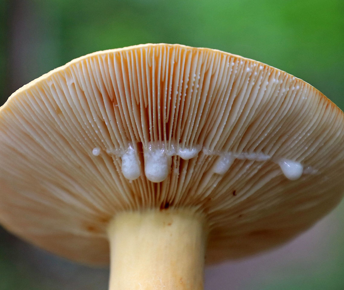 Lactifluus volemus Cap was pale orange and dry. The gills were cream-colored, and the stipe was orange with a white bloom. The gills produced copious amounts of milk when disturbed. <br />
<br />
Habitat: Deciduous forest<br />
 Geotagged,Lactifluus,Lactifluus volemus,Summer,United States,Weeping milk cap,fungus,milk cap,mushroom,orange