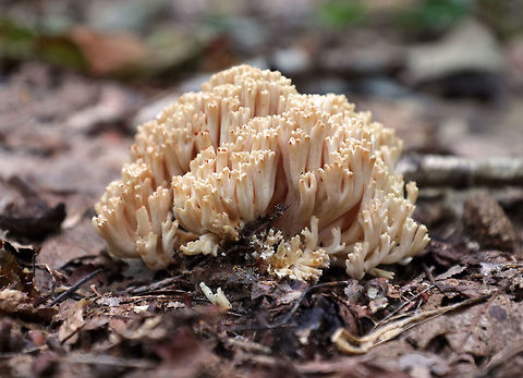 Ramaria formosa Habitat: Growing on the ground in a deciduous forest. Beautiful clavaria,Geotagged,Ramaria formosa,Summer,United States,coral fungus,fungus