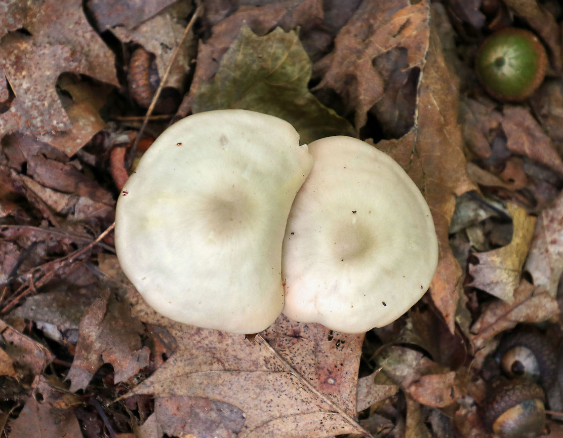 Wood Pinkgill - Entoloma rhodopolium Pale tan, fragile caps with central bumps. The gills were close and whitish with a pink tint. The stem was white, hollow, and had basal mycelium.<br />
<br />
Habitat: Growing under oak.<br />
<figure class="photo"><a href="https://www.jungledragon.com/image/72308/wood_pinkgill_-_entoloma_rhodopolium.html" title="Wood Pinkgill - Entoloma rhodopolium"><img src="https://s3.amazonaws.com/media.jungledragon.com/images/3232/72308_thumb.jpg?AWSAccessKeyId=05GMT0V3GWVNE7GGM1R2&Expires=1759968010&Signature=3SxjQ99JsrcxUp4Eqc9dKn5s2JA%3D" width="200" height="134" alt="Wood Pinkgill - Entoloma rhodopolium Pale tan, fragile caps with central bumps. The gills were close and whitish with a pink tint. The stem was white, hollow, and had basal mycelium.<br />
<br />
Habitat: Growing under oak.<br />
https://www.jungledragon.com/image/72307/wood_pinkgill_-_entoloma_rhodopolium.html Entoloma rhodopolium,Geotagged,Summer,United States,Wood Pinkgill" /></a></figure> Entoloma rhodopolium,Geotagged,Summer,United States,Wood Pinkgill,entoloma,mushroom