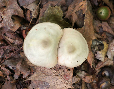 Wood Pinkgill - Entoloma rhodopolium Pale tan, fragile caps with central bumps. The gills were close and whitish with a pink tint. The stem was white, hollow, and had basal mycelium.

Habitat: Growing under oak.
https://www.jungledragon.com/image/72308/wood_pinkgill_-_entoloma_rhodopolium.html Entoloma rhodopolium,Geotagged,Summer,United States,Wood Pinkgill,entoloma,mushroom