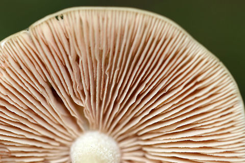 Wood Pinkgill - Entoloma rhodopolium Pale tan, fragile caps with central bumps. The gills were close and whitish with a pink tint. The stem was white, hollow, and had basal mycelium.

Habitat: Growing under oak.
https://www.jungledragon.com/image/72307/wood_pinkgill_-_entoloma_rhodopolium.html Entoloma rhodopolium,Geotagged,Summer,United States,Wood Pinkgill