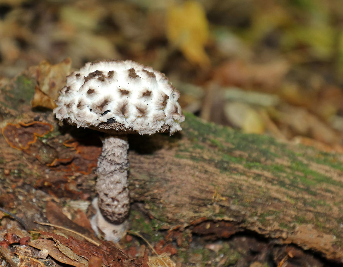 Old Man of the Woods - Strobilomyces floccopus This mushroom had a fantastic cap - it was bright white, soft, and was covered in brown-tipped tufts. Pores were dingy gray-brown. Stipe was gray and shaggy.<br />
<br />
Habitat: Growing out from under rotting wood in a mixed forest with lots of oak. Geotagged,Old man of the woods,Strobilomyces strobilaceus,Summer,United States,fungus,mushroom,old man of the woods,strobilomyces