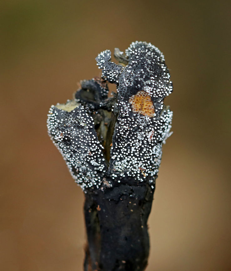 Goldenthread Cordyceps - Tolypocladium ophioglossoides  Parasitic on underground puffballs (false truffles) in the genus Elaphomyces.  Unfortunately, I didn&#039;t recognize what this was at the time and didn&#039;t look for or find the truffle. <br />
<br />
Habitat: Growing on the ground in a deciduous forest. Geotagged,Goldenthread Cordyceps,Summer,Tolypocladium ophioglossoides,United States,mushroom