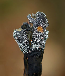 Goldenthread Cordyceps - Tolypocladium ophioglossoides  Parasitic on underground puffballs (false truffles) in the genus Elaphomyces.  Unfortunately, I didn't recognize what this was at the time and didn't look for or find the truffle. 

Habitat: Growing on the ground in a deciduous forest. Geotagged,Goldenthread Cordyceps,Summer,Tolypocladium ophioglossoides,United States,mushroom