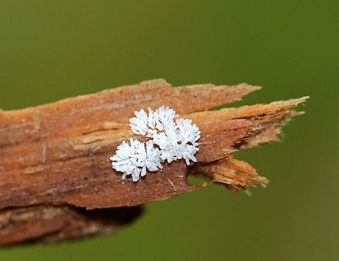 Coral Slime Mold - Ceratiomyxa fruticulosa Tiny, branched, white, and fuzzy!  These coral-like structures were only 0.5-1 mm wide. I spotted them growing in large clusters on rotting wood in a deciduous forest. Ceratiomyxa,Ceratiomyxa fruticulosa,Geotagged,Summer,United States,coral slime,slime mold