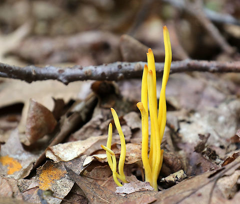 Golden Spindles - Clavulinopsis fusiformis A very common sight!  

Bright yellow, cylindrical, unbranched fruiting bodies.

Habitat: Growing in a small cluster on the ground in a mostly deciduous forest. Clavulinopsis fusiformis,Geotagged,Golden spindles,Summer,United States