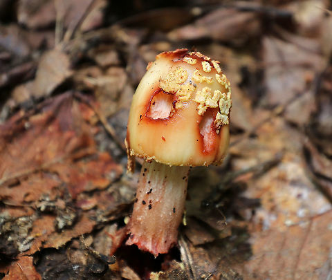 Eastern American Blusher - Amanita amerirubescens This species is everywhere during the summer in Connecticut! This one was definitely past its prime - it had been eaten by slugs and was covered in springtails. 

The wounds were red and the bottom of the stem was almost completely liquefied.  It has an Orange-tan cap with remnants of yellowish volva present as warts. Cream colored gills. Stem had a pink hue.

Habitat: Growing on the ground in a deciduous forest. Amanita amerirubescens,Eastern American Blusher,Geotagged,Summer,United States,mushroom