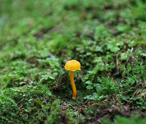 Golden Waxy Cap - Hygrocybe flavescens Convex cap that was bright yellowish-orange. Pale yellow, widely-spaced gills with short gills frequent. Gills were attached to the stem. The stem was yellow and fragile.  It was approximately 4 cm tall.

Habitat: Growing in moss in a mixed forest. Geotagged,Golden Waxy Cap,Hygrocybe flavescens,Summer,United States,hygrocybe,mushroom