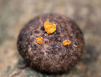 Hymenoscyphus fructigenus on Quercus sp. Acorn Cap These mushrooms were super tiny! <br />
<br />
Habitat: Growing on a Quercus acorn cap in a deciduous forest.<br />
https://www.jungledragon.com/image/72341/mushrooms_on_acorn_cap.html Geotagged,Hymenoscyphus,Hymenoscyphus fructigenus,Summer,United States,acorn cap,fungus,mushrooms,quercus