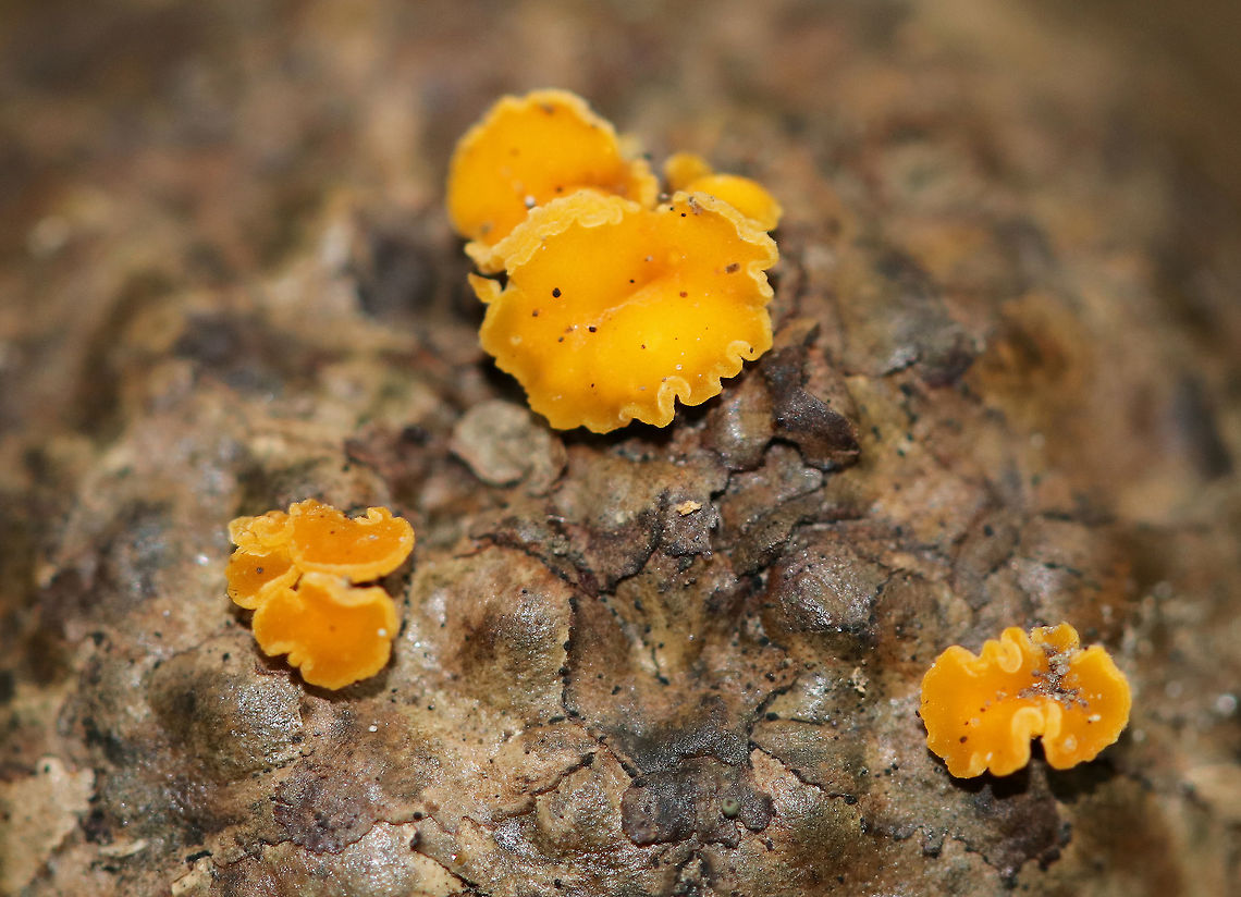 Hymenoscyphus fructigenus on Quercus sp. Acorn Cap These mushrooms were super tiny!<br />
<br />
Habitat: Growing on a Quercus acorn cap in a deciduous forest.<br />
<figure class="photo"><a href="https://www.jungledragon.com/image/72340/hymenoscyphus_fructigenus_on_quercus_sp._acorn_cap.html" title="Hymenoscyphus fructigenus on Quercus sp. Acorn Cap"><img src="https://s3.amazonaws.com/media.jungledragon.com/images/3232/72340_thumb.jpg?AWSAccessKeyId=05GMT0V3GWVNE7GGM1R2&Expires=1770854410&Signature=I9LEUZZk1z5WhheCkV8UbkkGIEQ%3D" width="200" height="154" alt="Hymenoscyphus fructigenus on Quercus sp. Acorn Cap These mushrooms were super tiny! <br />
<br />
Habitat: Growing on a Quercus acorn cap in a deciduous forest.<br />
https://www.jungledragon.com/image/72341/mushrooms_on_acorn_cap.html Geotagged,Hymenoscyphus,Hymenoscyphus fructigenus,Summer,United States,acorn cap,fungus,mushrooms,quercus" /></a></figure> Geotagged,Hymenoscyphus fructigenus,Summer,United States,acorn,acorn cap,fungus,mushrooms,quercus