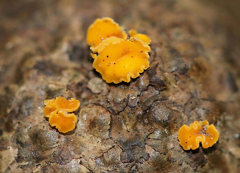 Hymenoscyphus fructigenus on Quercus sp. Acorn Cap These mushrooms were super tiny!

Habitat: Growing on a Quercus acorn cap in a deciduous forest.
https://www.jungledragon.com/image/72340/mushrooms_on_acorn_cap.html Geotagged,Hymenoscyphus fructigenus,Summer,United States,acorn,acorn cap,fungus,mushrooms,quercus