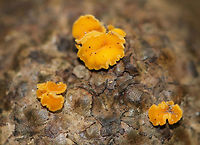 Hymenoscyphus fructigenus on Quercus sp. Acorn Cap These mushrooms were super tiny!<br />
<br />
Habitat: Growing on a Quercus acorn cap in a deciduous forest.<br />
https://www.jungledragon.com/image/72340/mushrooms_on_acorn_cap.html Geotagged,Hymenoscyphus fructigenus,Summer,United States,acorn,acorn cap,fungus,mushrooms,quercus