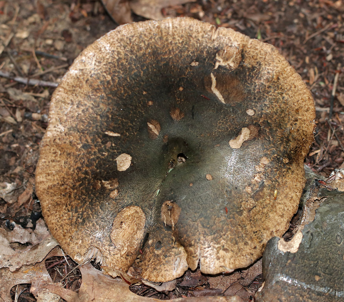 Dirty Milky - Lactarius sordidus I almost skipped over this mushroom because I thought it was just an old, dirty lactarius.<br />
<br />
The cap was about 10 cm wide, and slightly sunken. It was brown with greenish black and mostly smooth. The gills were tannish white, attached, and close. Latex was scant and white. The stem was thick, brownish green, and somewhat pitted.<br />
<br />
Habitat: Growing on the ground under eastern hemlock, but with oak, ash, beech, and birch in the same area. Dirty Milky,Geotagged,Lactarius sordidus,Summer,United States,dirty milky,lactarius,mushroom
