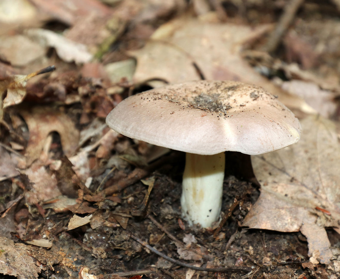 Lactarius uvidus group Grayish tan cap with a lavender tint. It was tacky to the touch and had a slight central depression. Gills leaked white latex upon handling, which turned a light tannish lavender color. The stipe was dry, white, and had yellowish stains.<br />
<br />
Habitat: Growing on the ground in a mixed forest with birch, aspen, oak, eastern hemlock, and maple. Geotagged,Lactarius uvidus,Lactarius uvidus group,Summer,United States,lactarius,milkcap,milky cap,mushroom