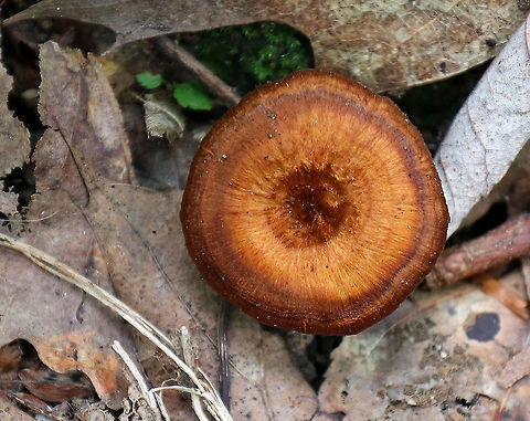 Coltricia cinnamomea Cinnamon-brown, silky cap. The cap was very thin and tough. Stem was also brown and very tough. Brown pores.

Habitat: Growing on the ground in a deciduous forest. Coltricia,Coltricia cinnamomea,Geotagged,Summer,United States,fungus,mushroom,polypore
