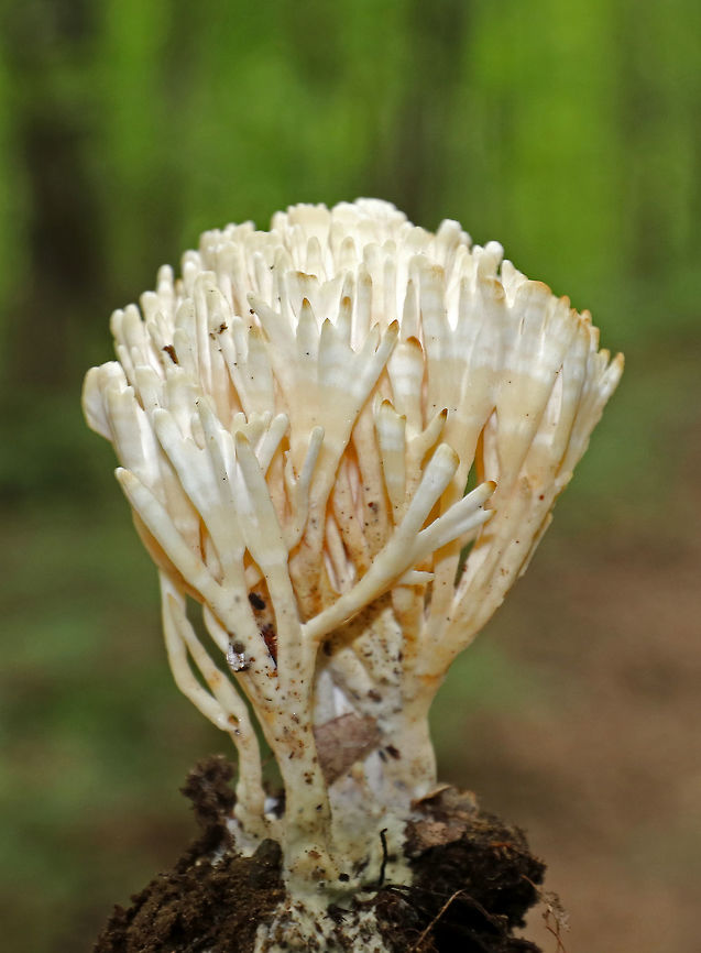 False Coral - Sebacina schweinitzii Fruiting bodies were slightly striped cream and tan. They were somewhat flattened and many had brownish tips. <br />
<br />
Habitat: Growing on the ground in a mixed forest. False Coral,Geotagged,Sebacina,Sebacina schweinitzii,Summer,United States,coral fungus,false coral