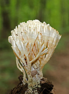 False Coral - Sebacina schweinitzii Fruiting bodies were slightly striped cream and tan. They were somewhat flattened and many had brownish tips. 

Habitat: Growing on the ground in a mixed forest. False Coral,Geotagged,Sebacina,Sebacina schweinitzii,Summer,United States,coral fungus,false coral
