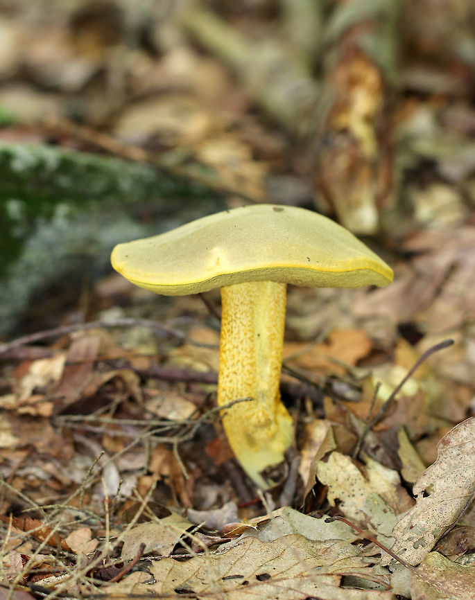 Goldstalk - Retiboletus ornatipes Cap was pale yellow-tannish, rough, and slightly lumpy. Flesh was pale yellow. Pores were bright yellow and round. They got mushy when touched, but didn&#039;t really bruise. Yellow, reticulate stipe that tapered at the base. Basal mycelium was pale yellowish. <br />
<br />
Habitat: Growing alone, on the ground, under oak. Geotagged,Ornate-stalked bolete,Retiboletus ornatipes,Summer,United States