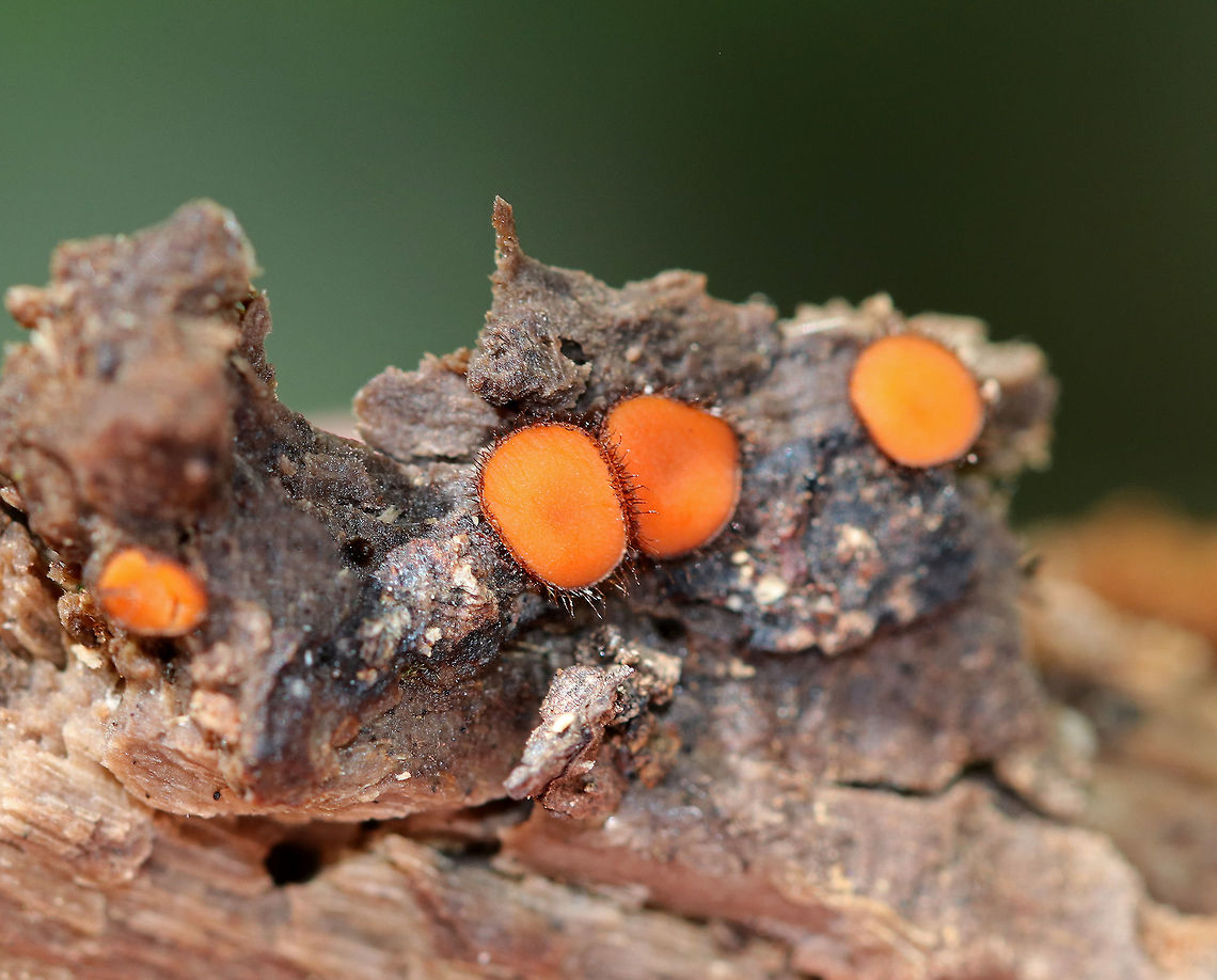 Molly Eye-Winker - Scutellinia scutellata Tiny, stalkless, orange cup fungi that were 3-5 mm in size. The outer edges of the fruiting bodies were covered with a fringe of long, dark hairs that resemble eyelashes. <br />
<br />
Habitat: They were growing in a small cluster on rotting wood.<br />
<figure class="photo"><a href="https://www.jungledragon.com/image/72362/molly_eye-winker_-_scutellinia_scutellata.html" title="Molly Eye-Winker - Scutellinia scutellata"><img src="https://s3.amazonaws.com/media.jungledragon.com/images/3232/72362_thumb.jpg?AWSAccessKeyId=05GMT0V3GWVNE7GGM1R2&Expires=1759968010&Signature=Edpp6gAAtxCHtc4iKI6YscI3HJY%3D" width="200" height="152" alt="Molly Eye-Winker - Scutellinia scutellata Tiny, stalkless, orange cup fungi that were 3-5 mm in size. The outer edges of the fruiting bodies were covered with a fringe of long, dark hairs that resemble eyelashes. <br />
<br />
Habitat: They were growing in a small cluster on rotting wood.<br />
<br />
Notes: I have no idea why the background was so green?!<br />
https://www.jungledragon.com/image/72361/molly_eye-winker_-_scutellinia_scutellata.html Eyelash cup,Scutellinia scutellata" /></a></figure> Eyelash cup,Geotagged,Scutellinia scutellata,Summer,United States,cup fungus,fungus
