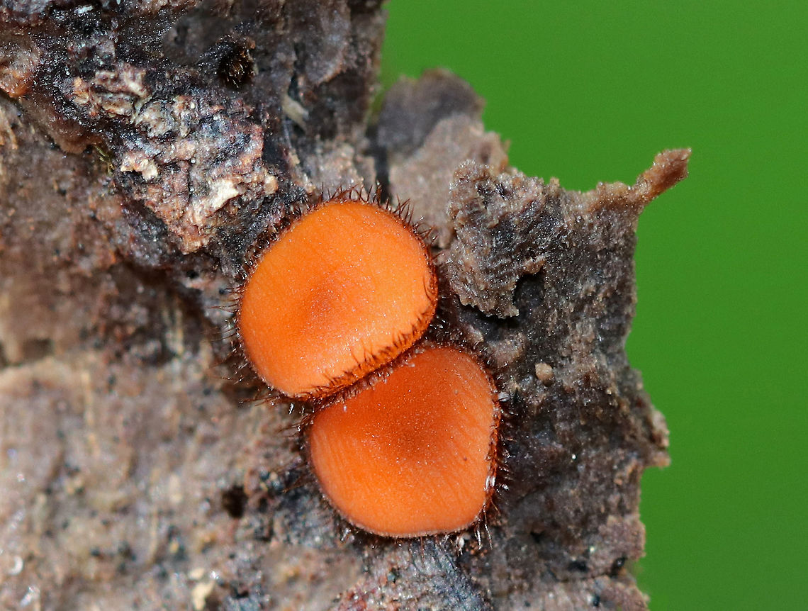Molly Eye-Winker - Scutellinia scutellata Tiny, stalkless, orange cup fungi that were 3-5 mm in size. The outer edges of the fruiting bodies were covered with a fringe of long, dark hairs that resemble eyelashes. <br />
<br />
Habitat: They were growing in a small cluster on rotting wood.<br />
<br />
Notes: I have no idea why the background was so green?!<br />
<figure class="photo"><a href="https://www.jungledragon.com/image/72361/molly_eye-winker_-_scutellinia_scutellata.html" title="Molly Eye-Winker - Scutellinia scutellata"><img src="https://s3.amazonaws.com/media.jungledragon.com/images/3232/72361_thumb.jpg?AWSAccessKeyId=05GMT0V3GWVNE7GGM1R2&Expires=1759968010&Signature=DA44pJbdEZlRZj0ABkAatV8vPSY%3D" width="200" height="162" alt="Molly Eye-Winker - Scutellinia scutellata Tiny, stalkless, orange cup fungi that were 3-5 mm in size. The outer edges of the fruiting bodies were covered with a fringe of long, dark hairs that resemble eyelashes. <br />
<br />
Habitat: They were growing in a small cluster on rotting wood.<br />
https://www.jungledragon.com/image/72362/molly_eye-winker_-_scutellinia_scutellata.html Eyelash cup,Geotagged,Scutellinia scutellata,Summer,United States,cup fungus,fungus" /></a></figure> Eyelash cup,Scutellinia scutellata